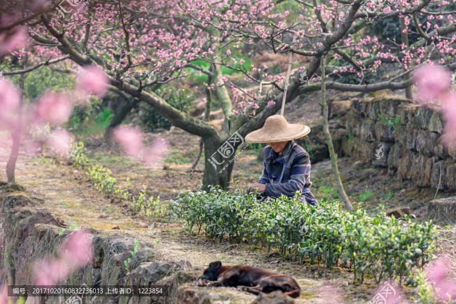 桃花树茶园茶农和狗