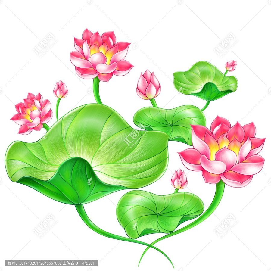 荷花與荷葉