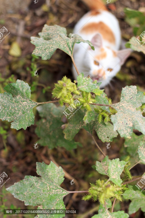 一只特立独行的猫