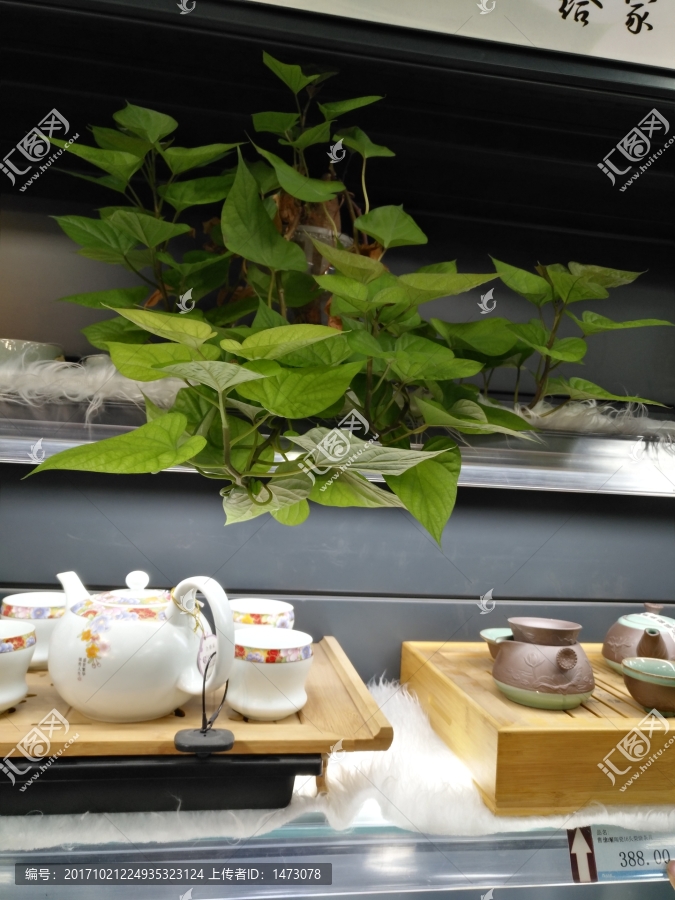 绿植与茶具