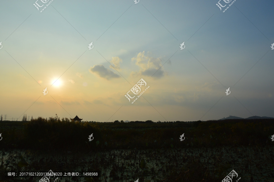 夕阳下的枯荷