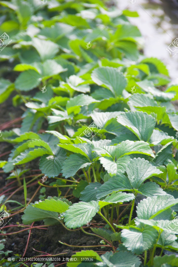 草莓植株