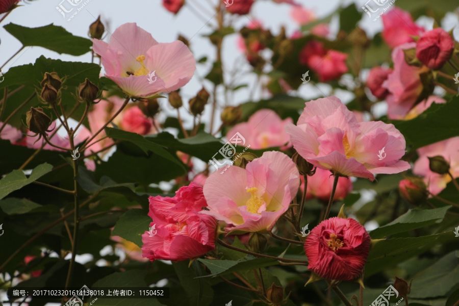 木芙蓉