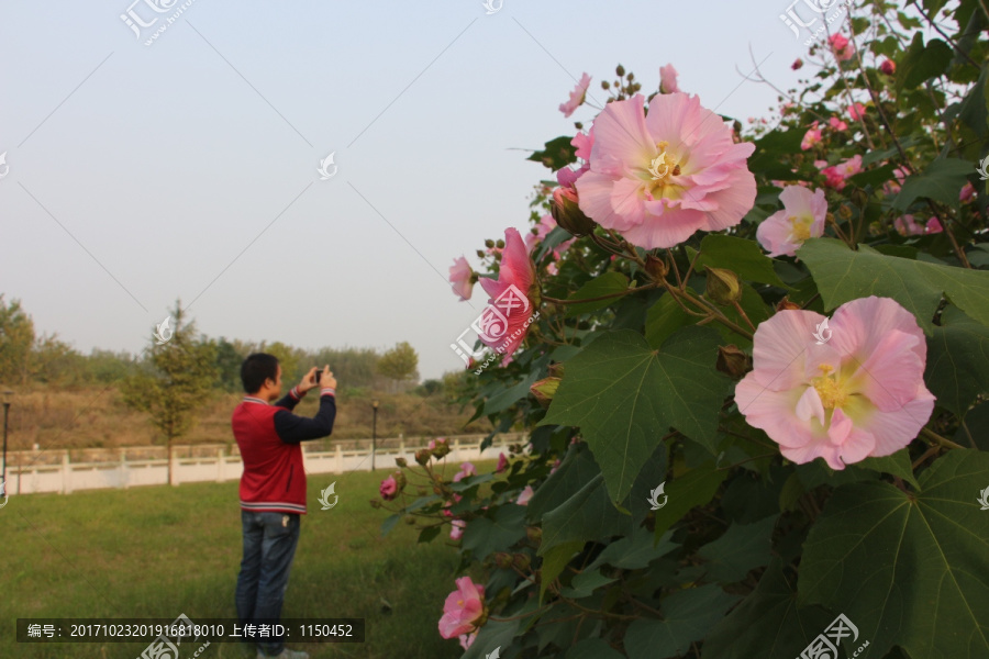 木芙蓉