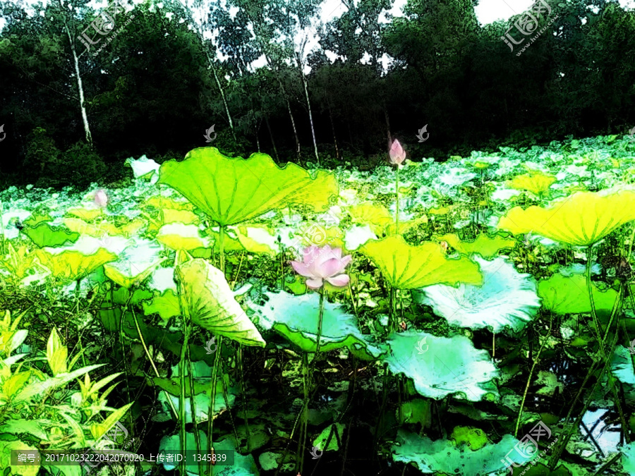 水墨荷花,荷花,水墨畫(huà),畫(huà)