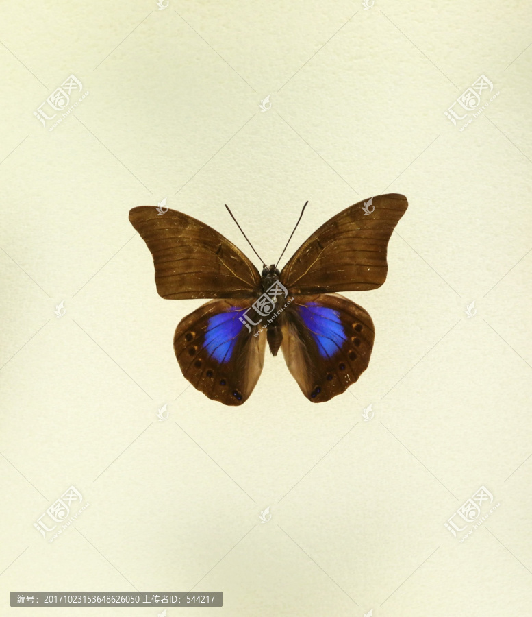 美洲蝴蝶婀靴蛱蝶标本