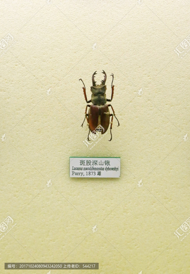 昆虫甲虫斑股深山锹的标本