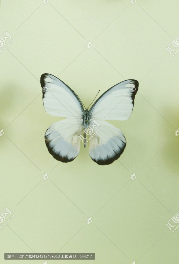 亚洲蝴蝶白翅黑锯粉蝶标本