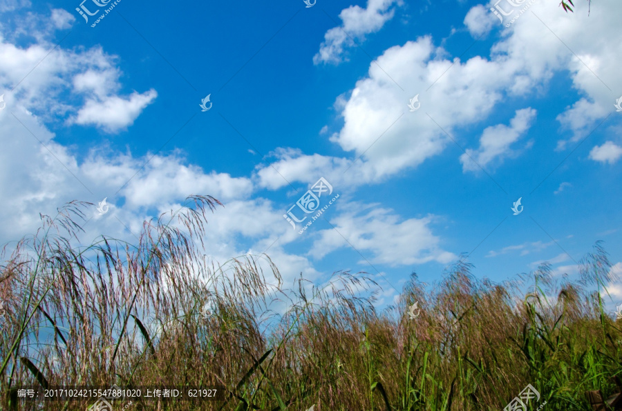 滇池湿地