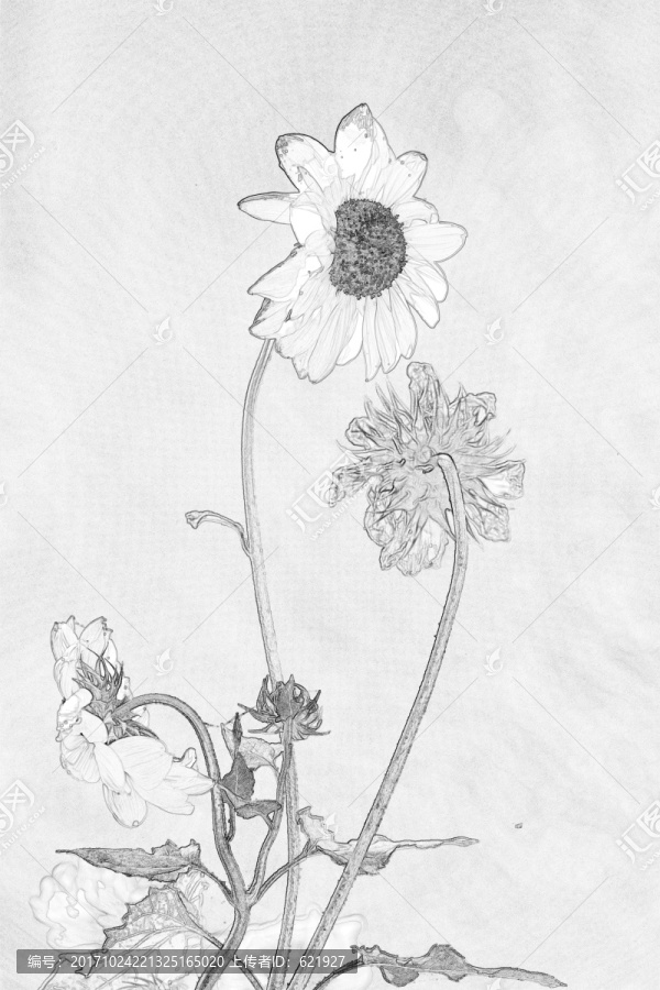 太陽花