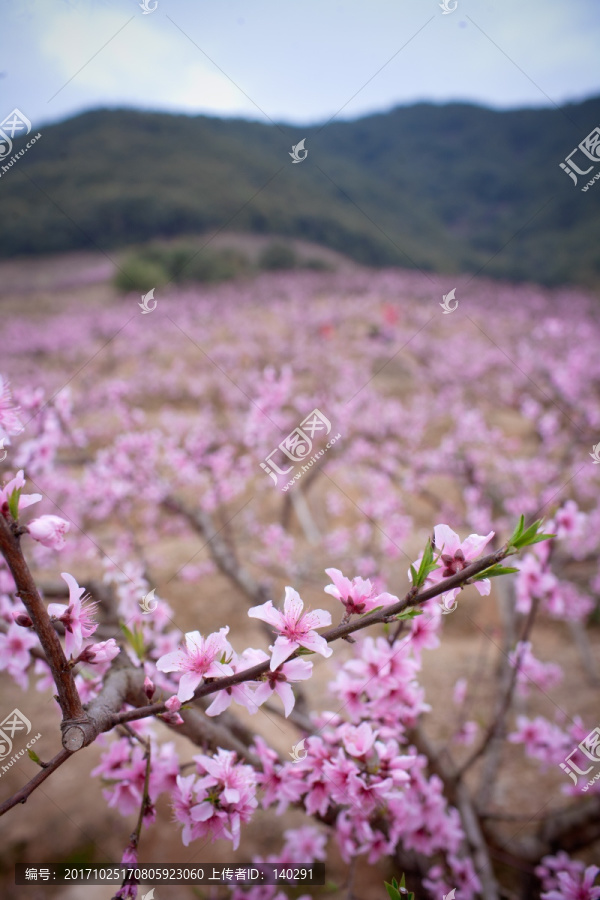 在那桃花盛开的地方