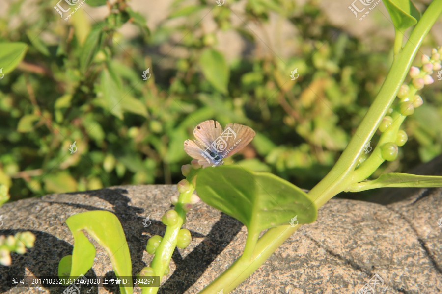 蝴蝶,木耳菜