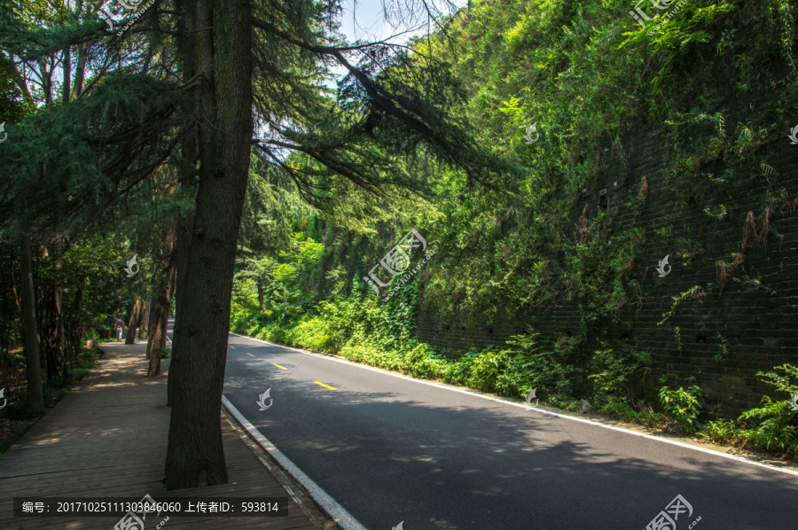 森林道路