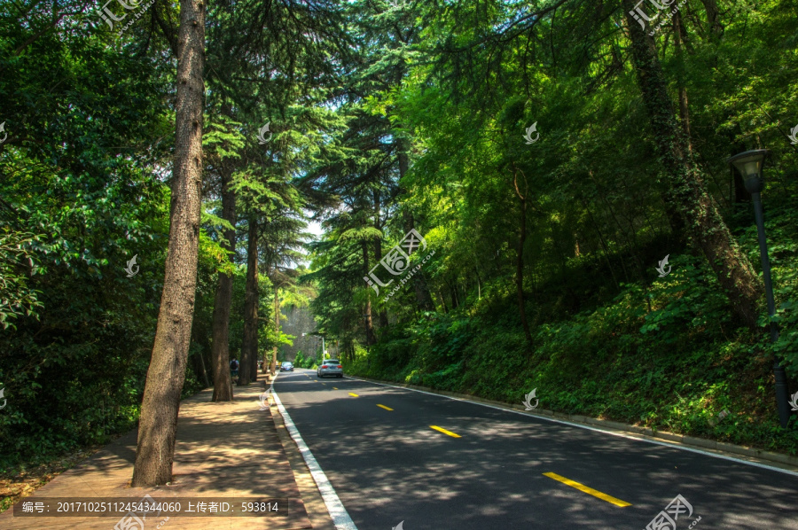 森林道路