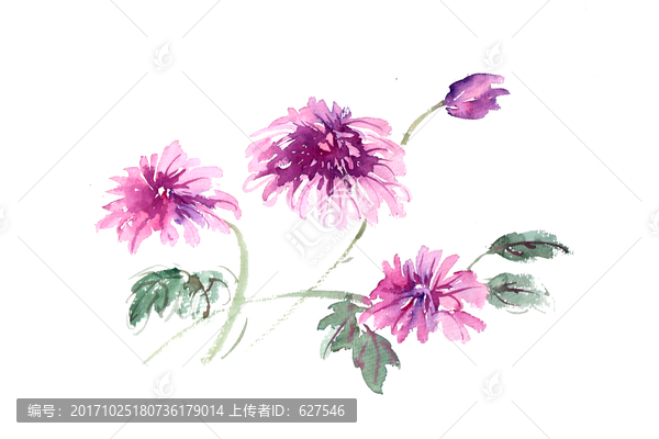 插画紫色秋菊