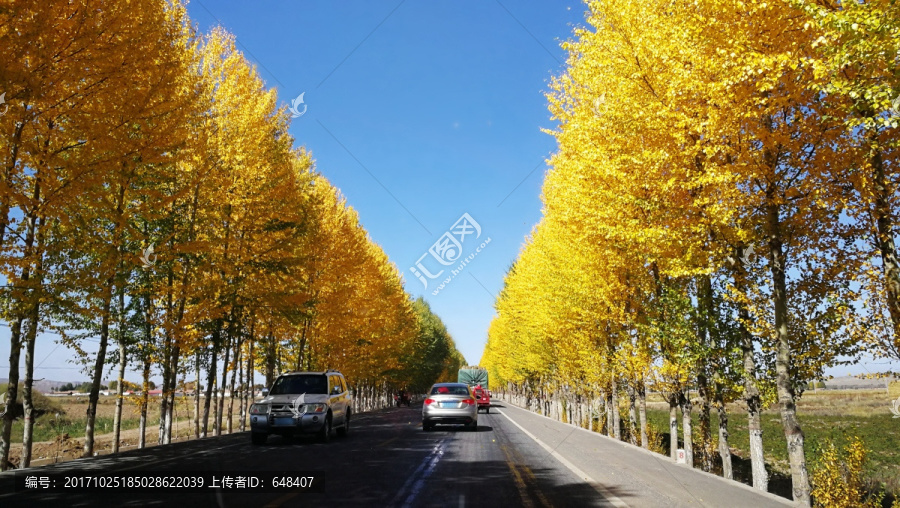 最美國道,秋景,黃葉,227國