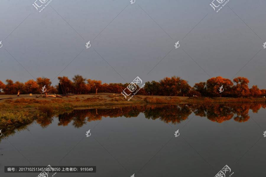 黑水河,胡杨林