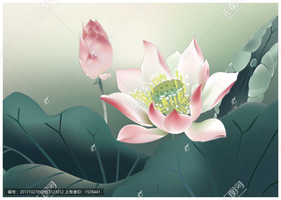 荷花素材