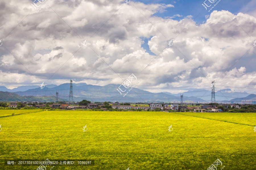 嫩绿色的乡间田野