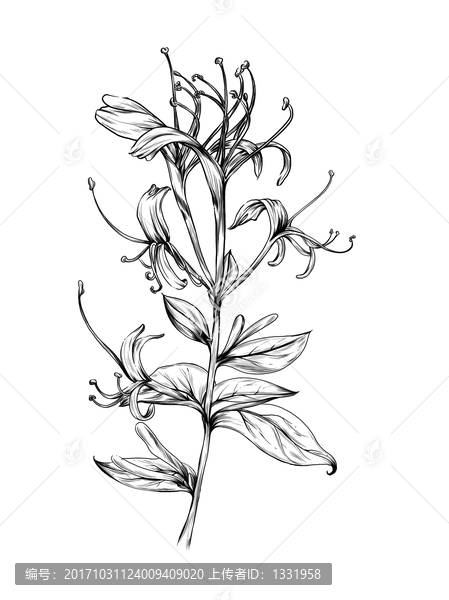 金銀花插畫
