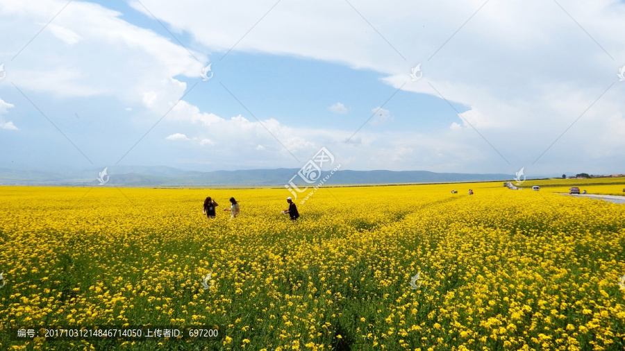 油菜花