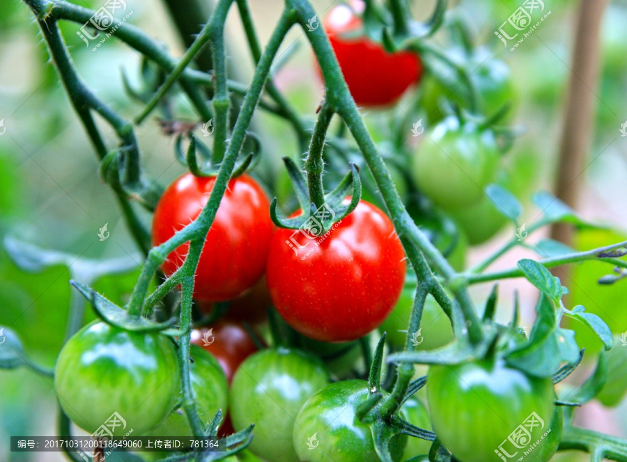 成熟西红柿,成熟圣女果