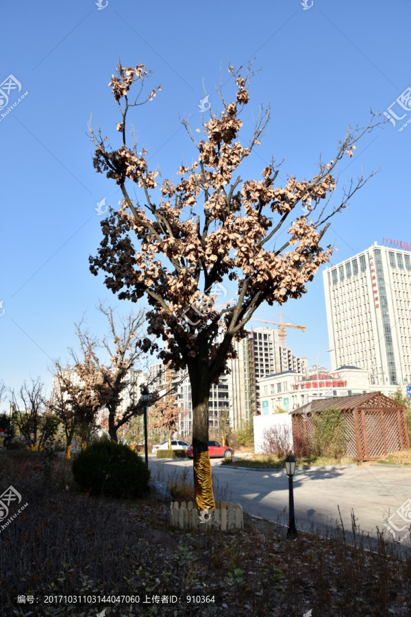 深秋住宅区的树木