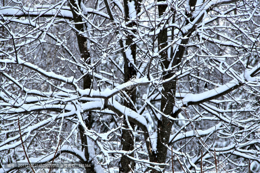 冬季树挂