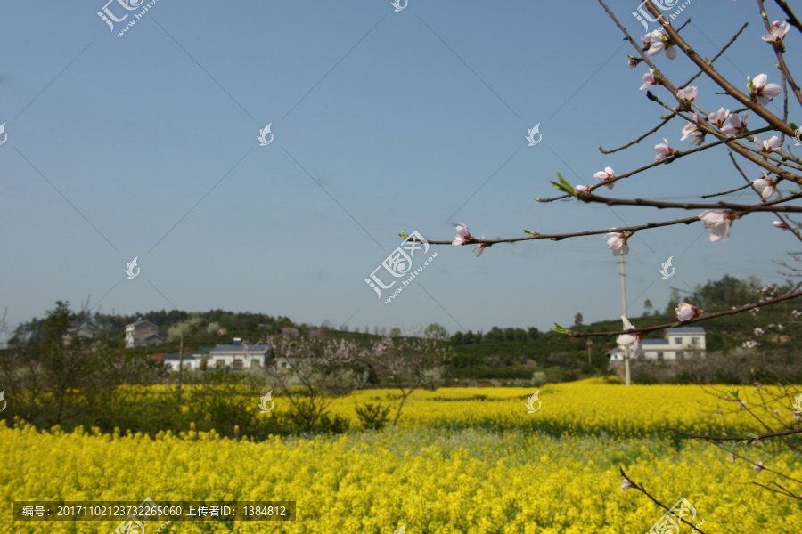 油菜花,春天的风景,美丽乡村