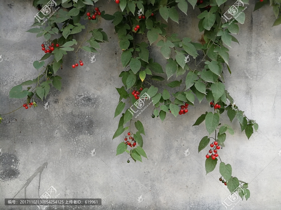 绿植水泥墙红果