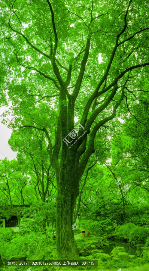 绿树,大画幅