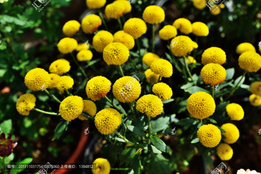 菊花,鲜花,花,花卉