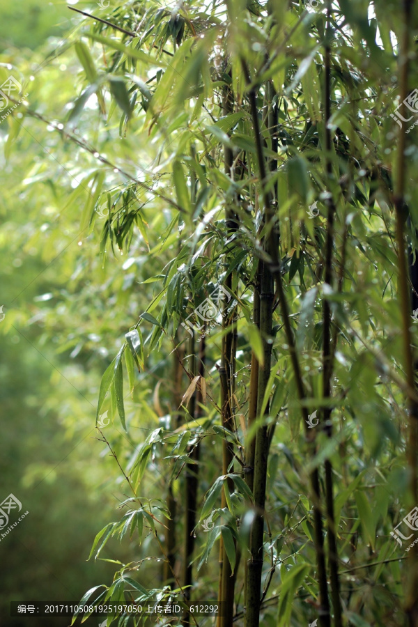 雨中竹,挺拔,竹叶