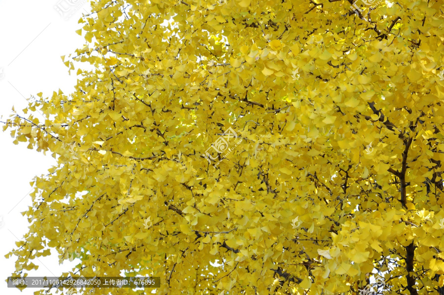 秋天金色的银杏林