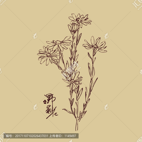 菊花線描,野山菊花手繪插圖