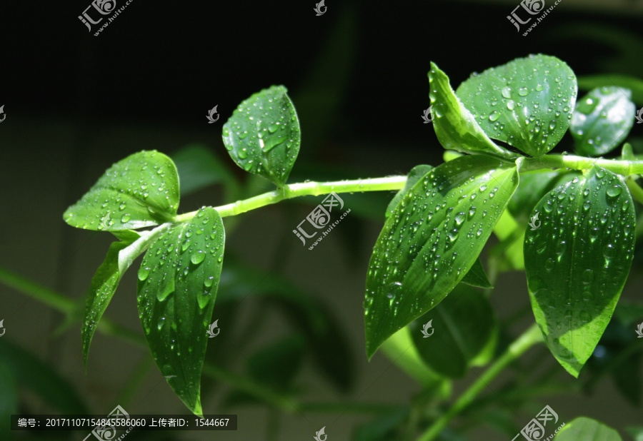 绿叶,白花紫露草