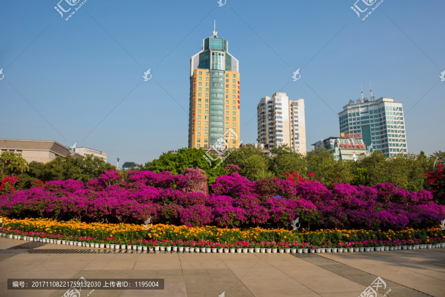 柳州市首届三角花展美图