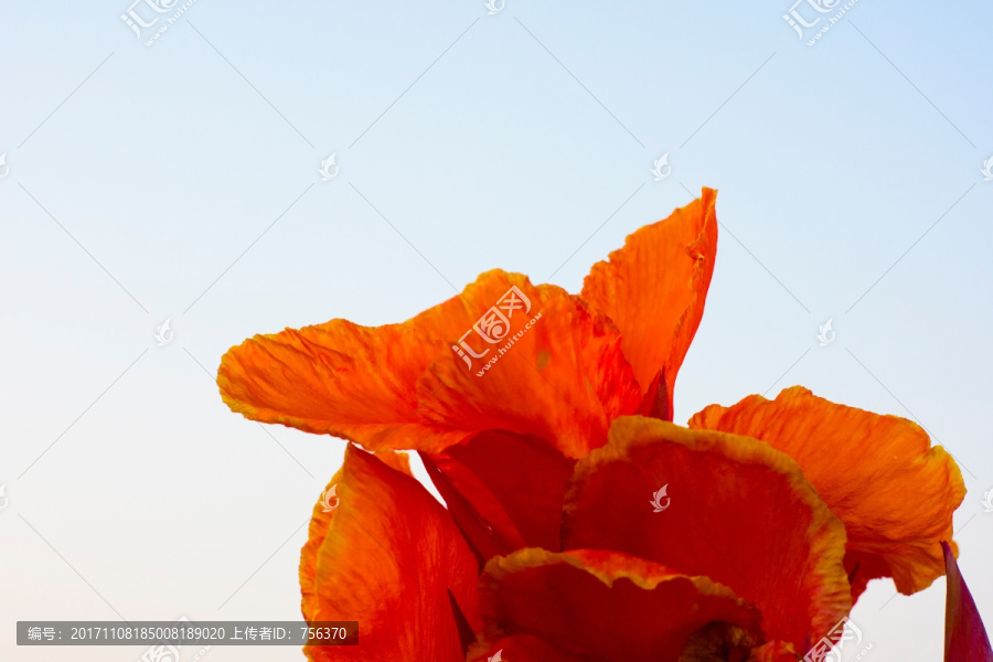 紅花