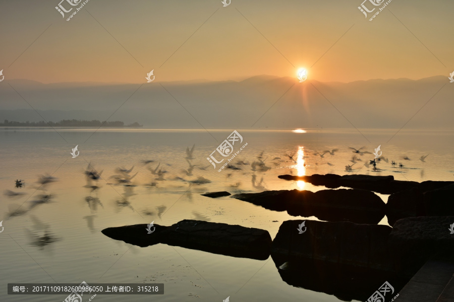 日出,邛海,海鸥,湖泊,飞鸟