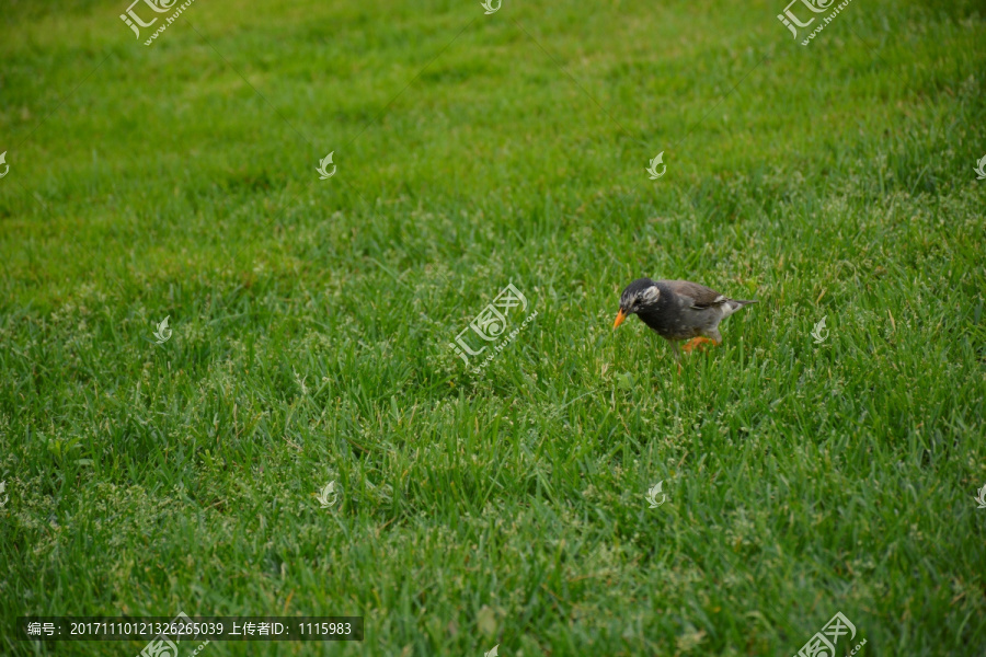 草坪上的鳥