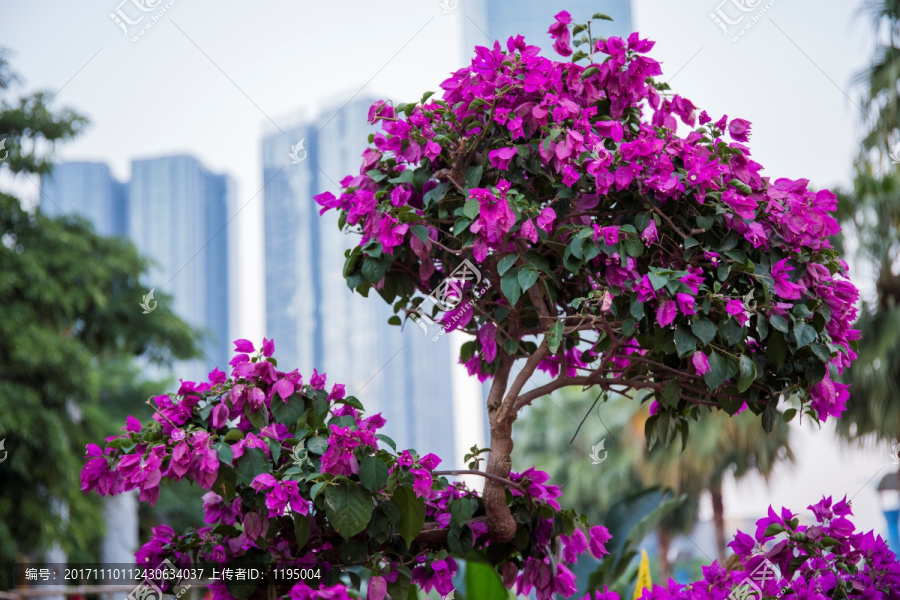 柳州市首届三角花展美图