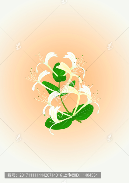 金銀花