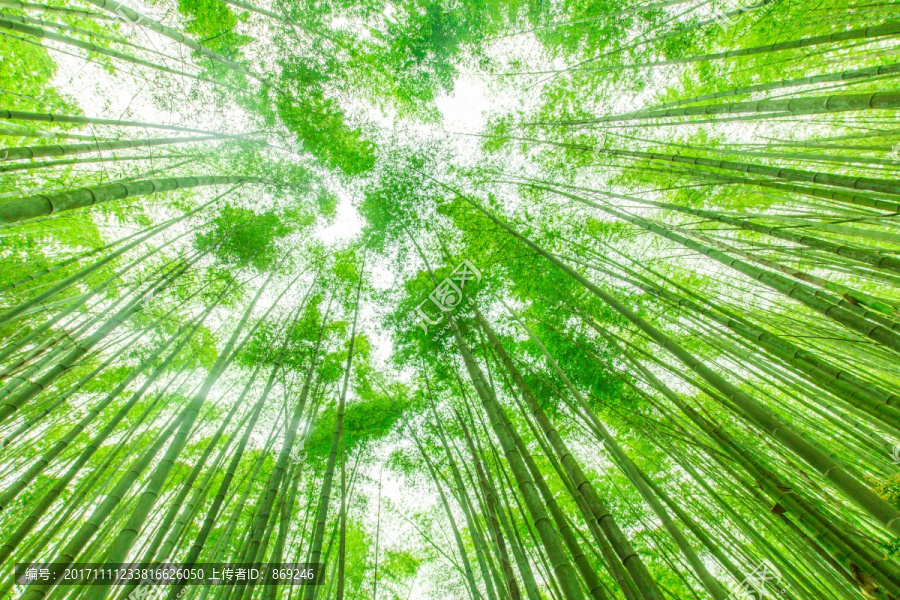 高清竹海,高清竹子