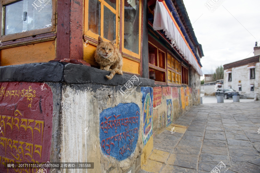 扎寺里的猫