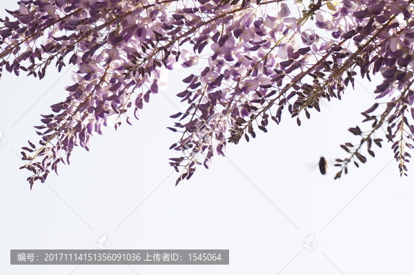 紫藤,春天,摄影