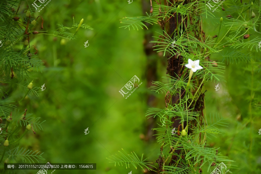 一朵小白花