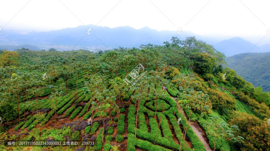 高山茶园