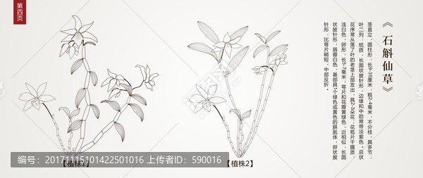 石斛