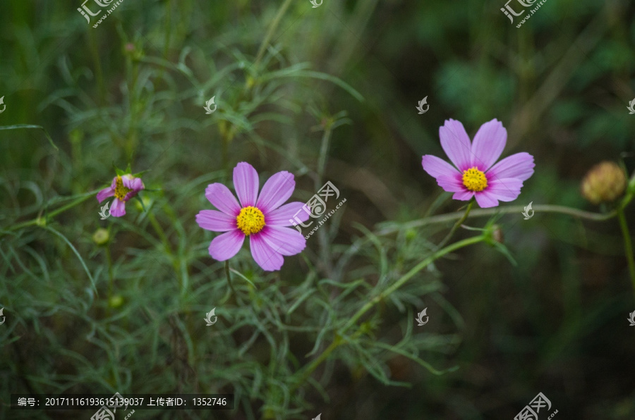 波斯菊,格桑花