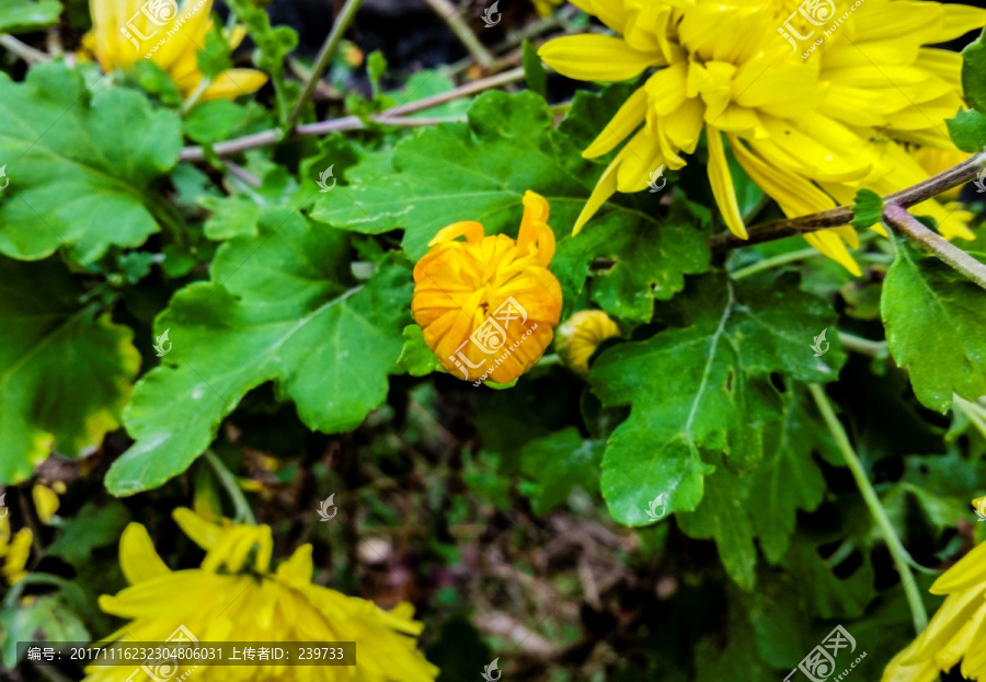 野菊花